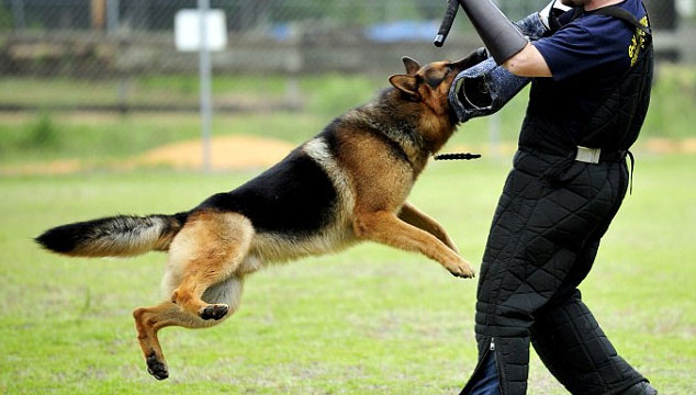 Собака-телохранитель